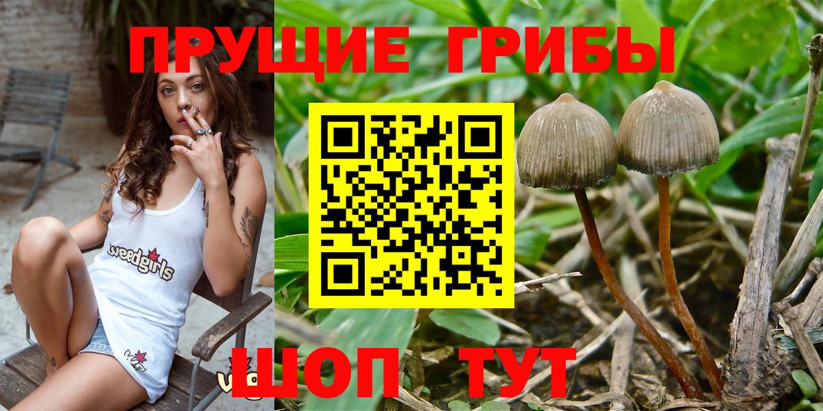 Псилоцибиновые грибы Psilocybine cubensis  где продают   Псилоцибиновые грибы Magic Shrooms  Курчатов  Вход с VPN 